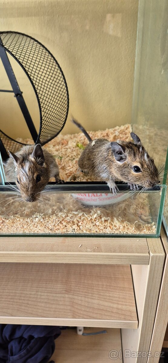 Osmáci Degu