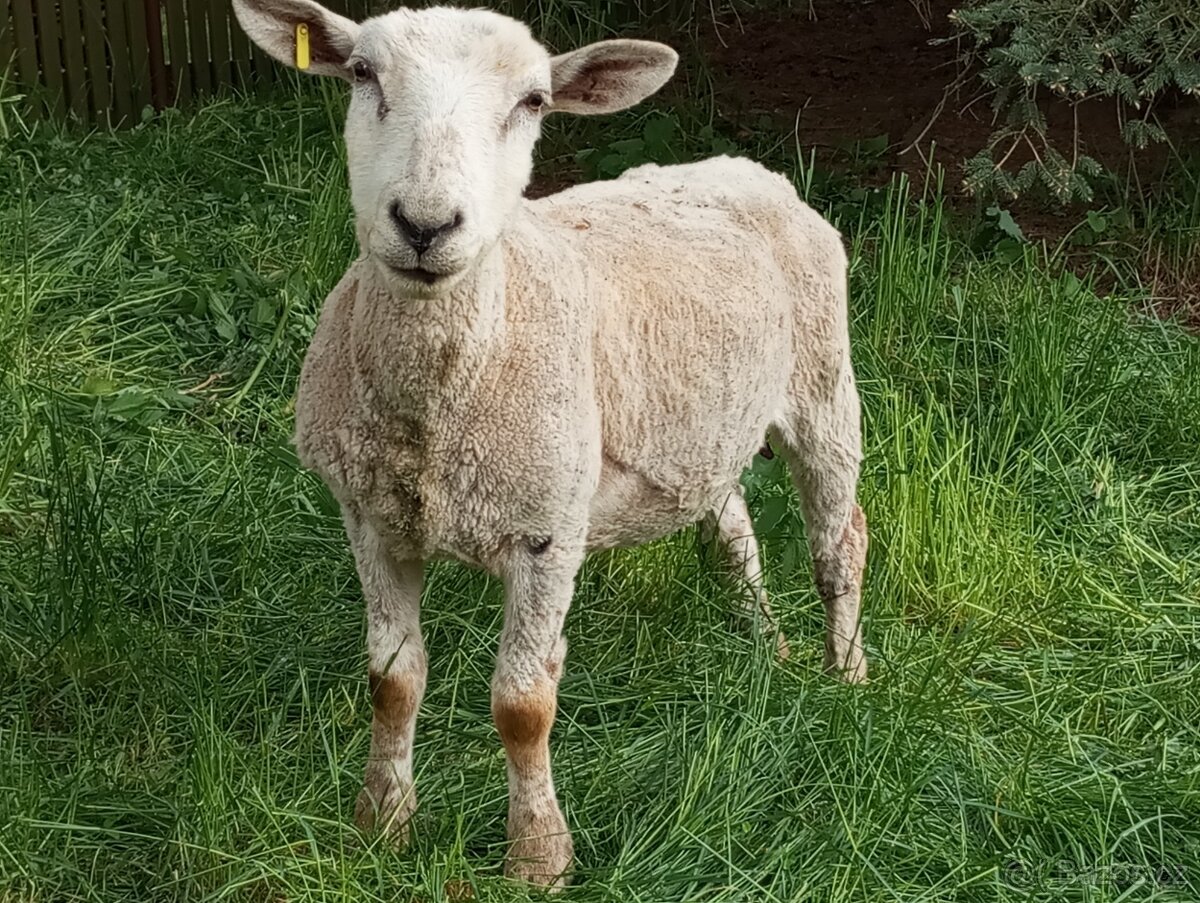 Ovce s jehňaty