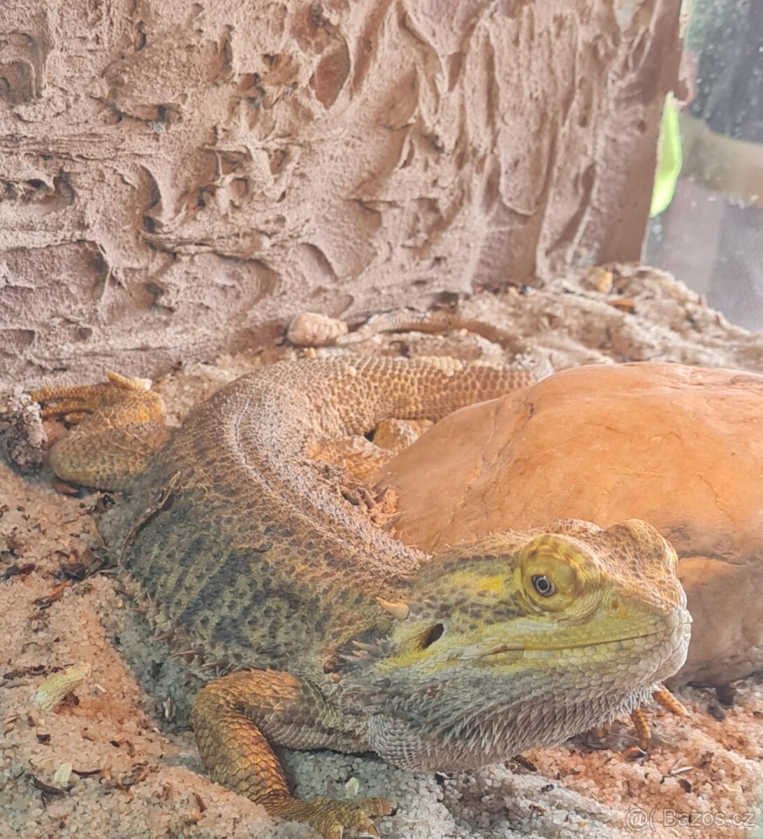 Agama vousatá