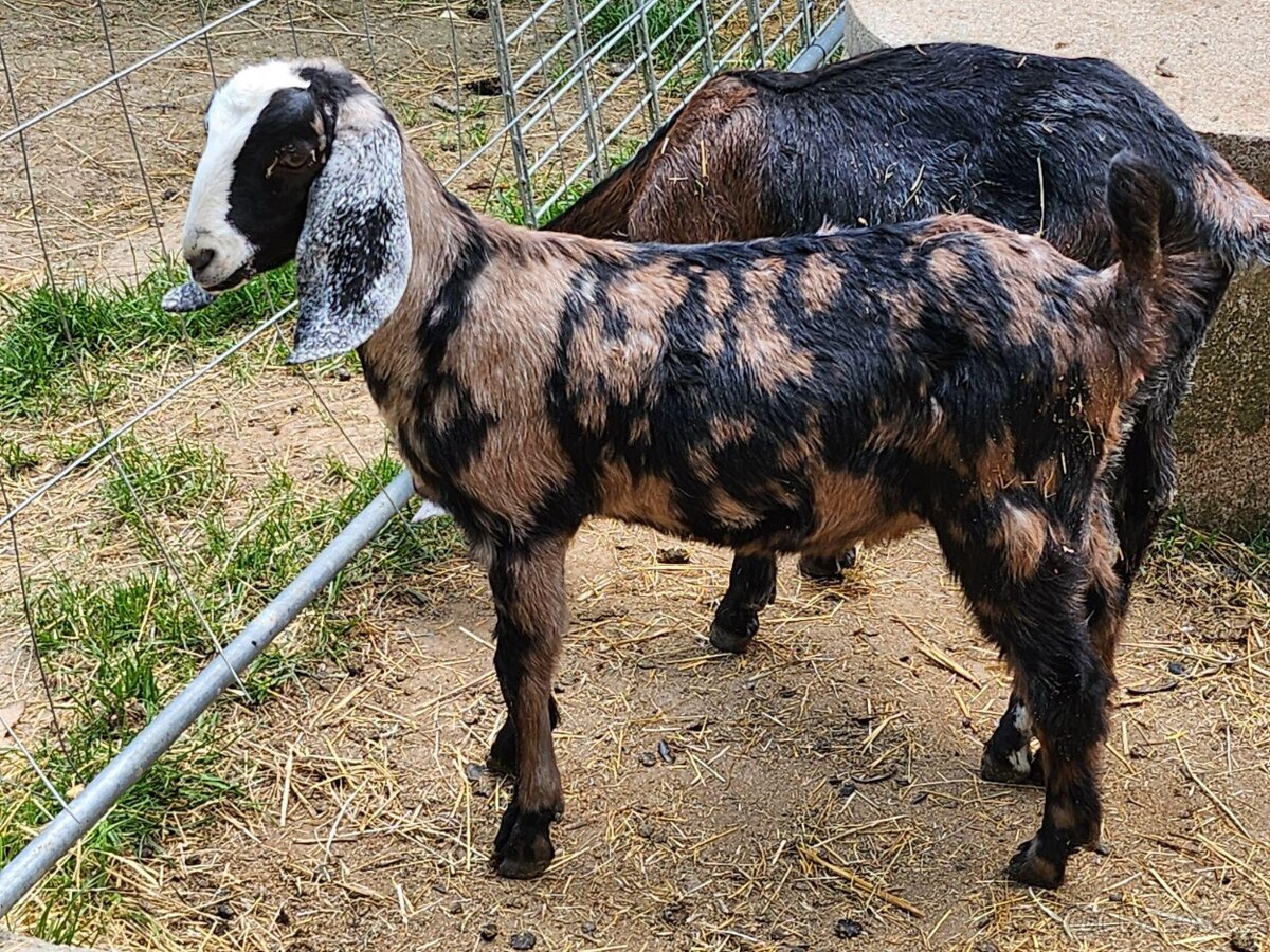 AN kozička - Mramorka