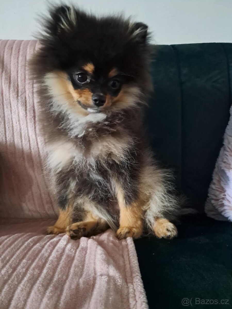 Pomeranian mini