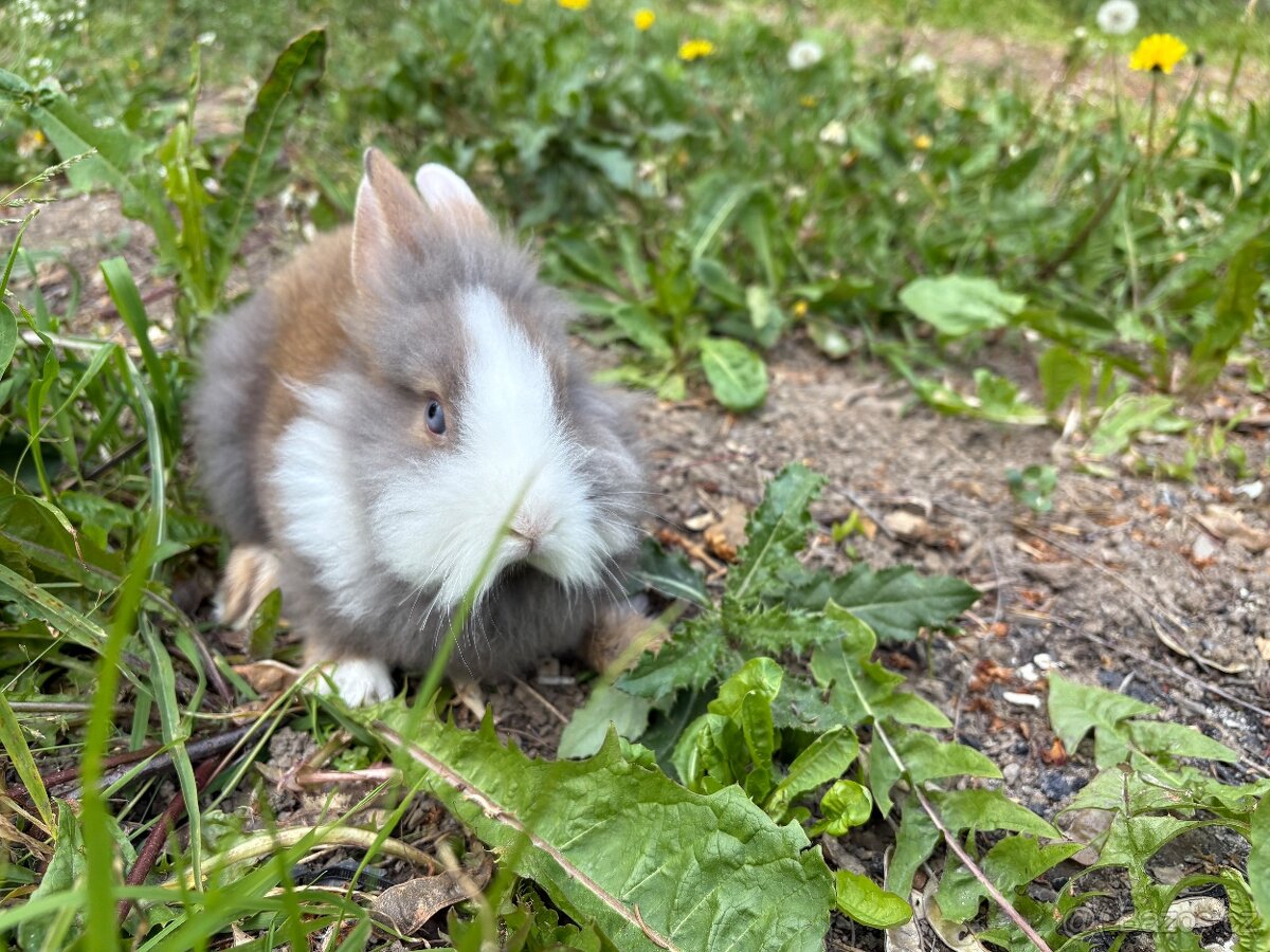 ZAKRSLÝ králíček - modrooký kluk ❤️