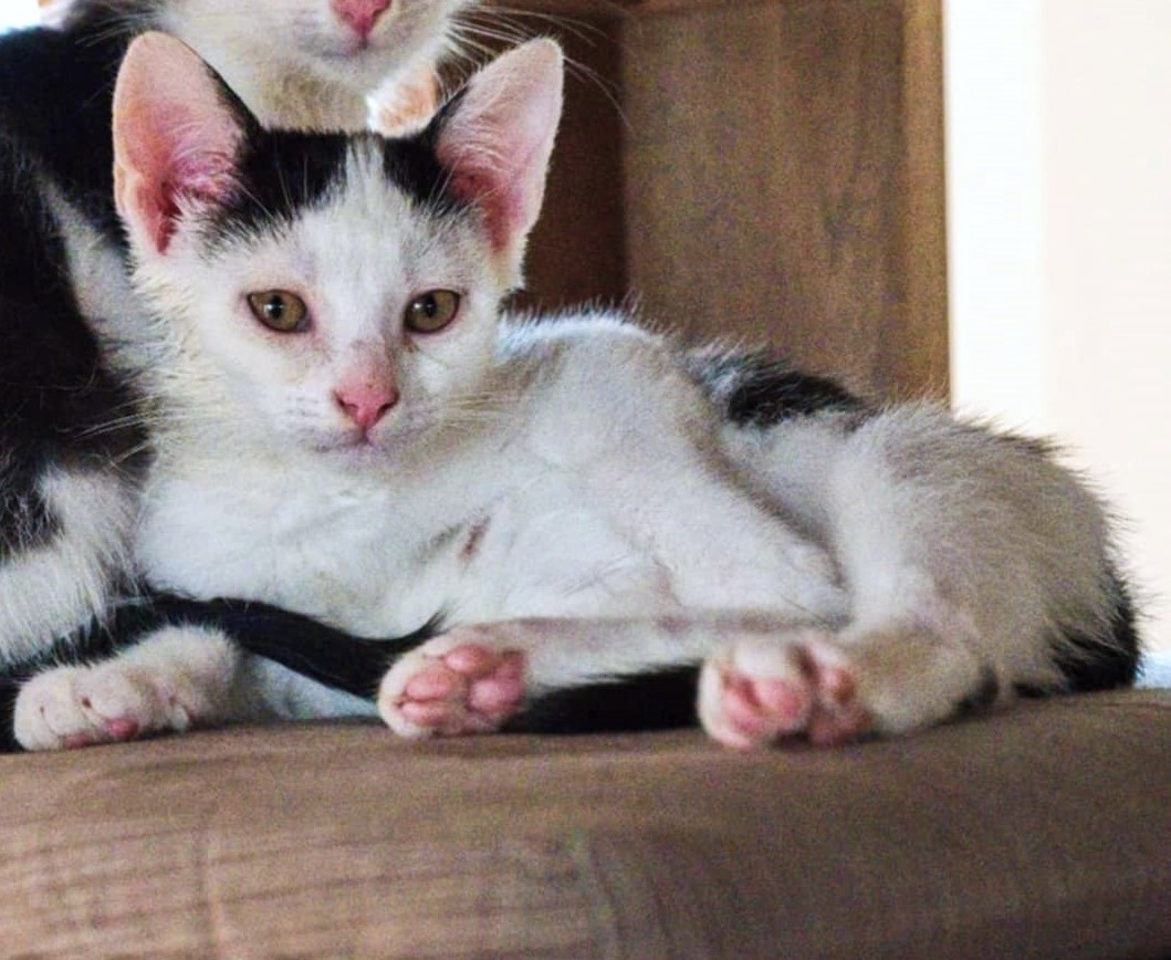 Kocourek Robin hledá nový domov