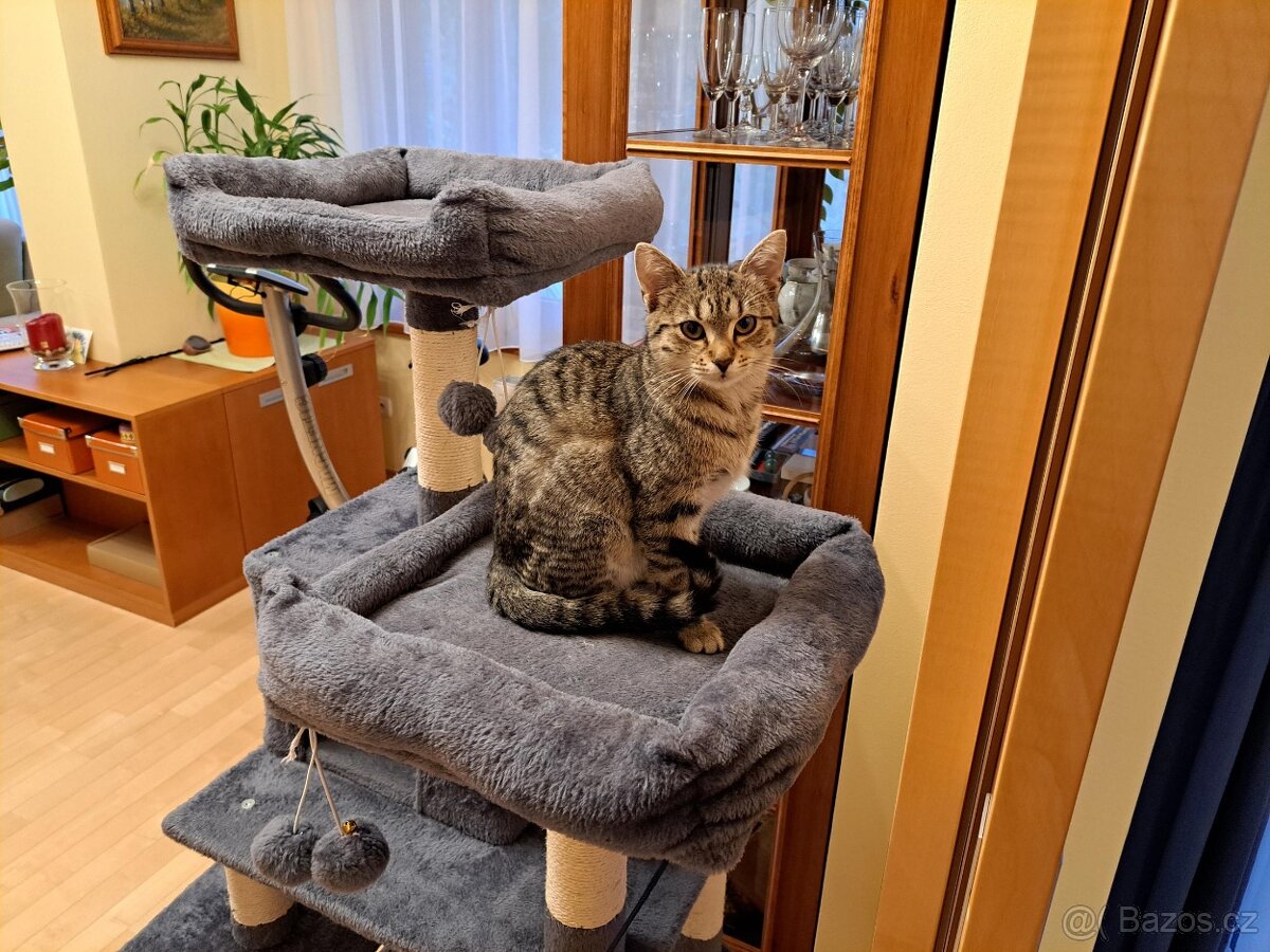 Kastrovaná venkovní kočka