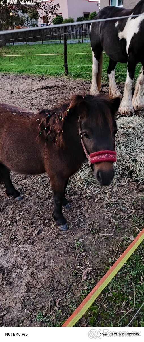 Irský cob + Shetland
