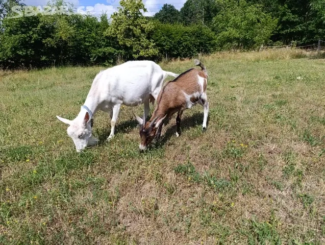 Kozička (koza, kůzle) prodej