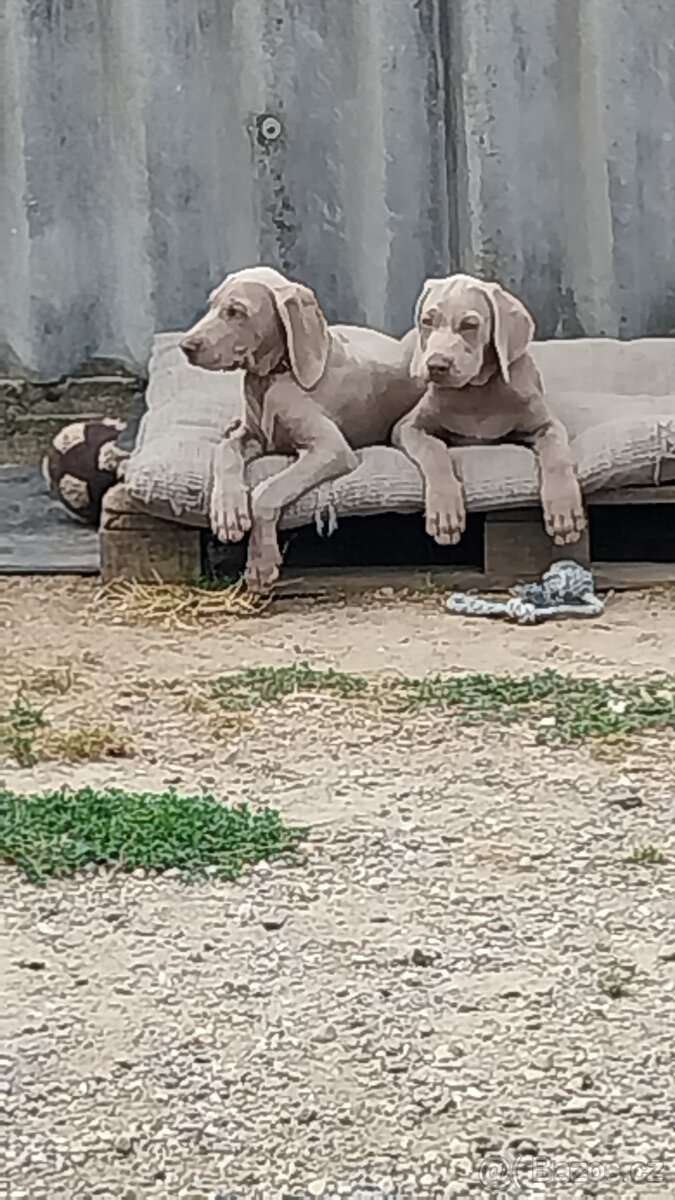 Štěňata výmarského ohaře krátkosrstého