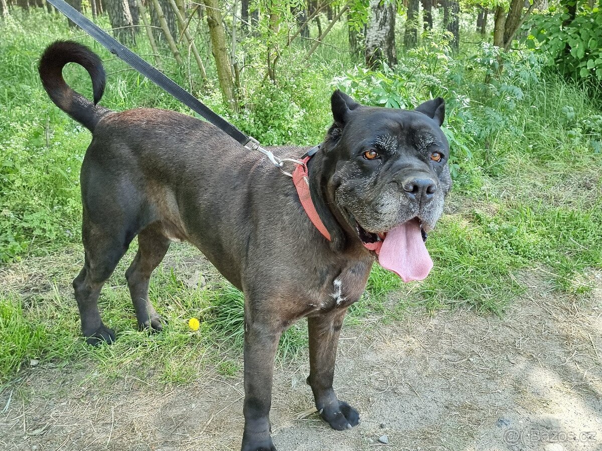 BRODY K ADOPCI - cane corso, mazel, parťák, vhodný k dětem