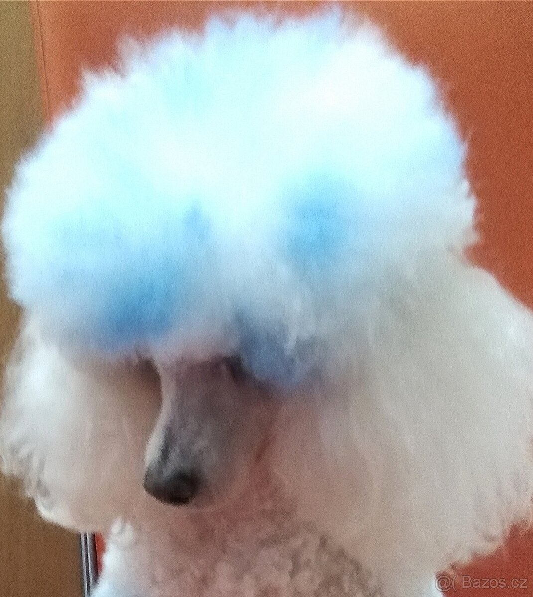 Pudlik pudl