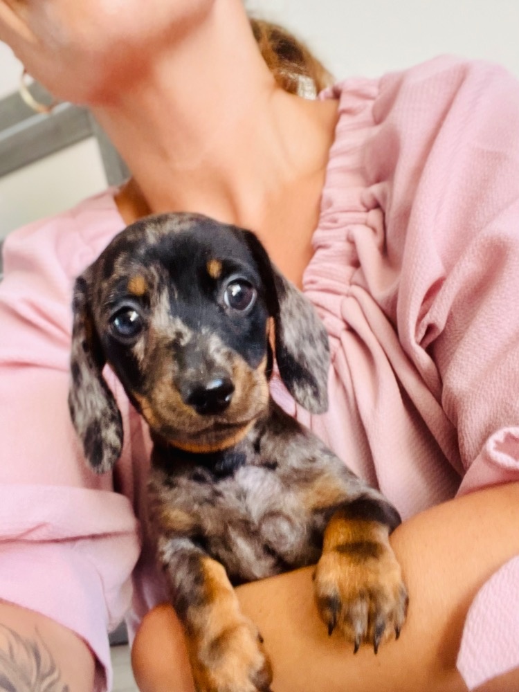 Jezevčík trpasličí hladkosrstý merle