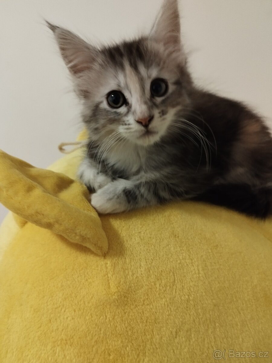 Mainská mývalí kočička