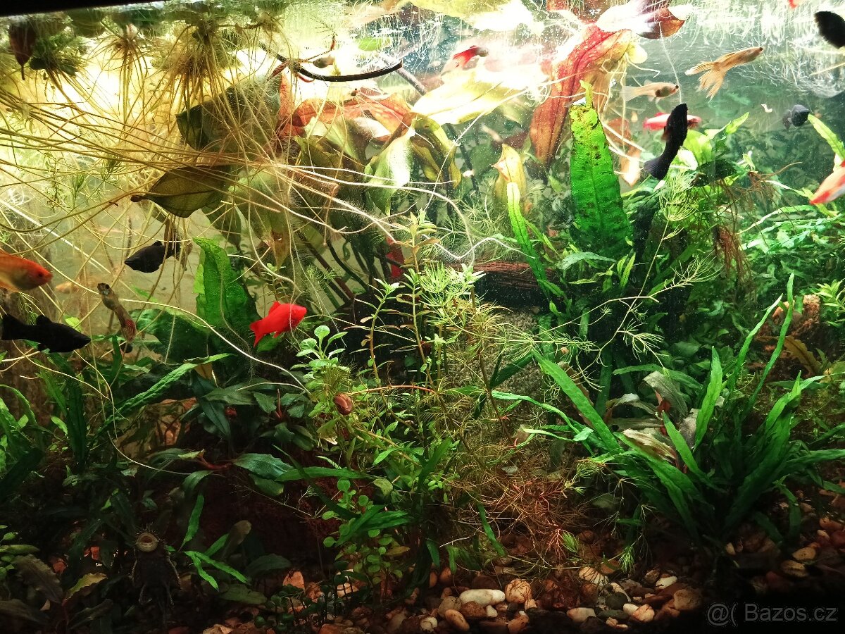 Rostliny akvarijní