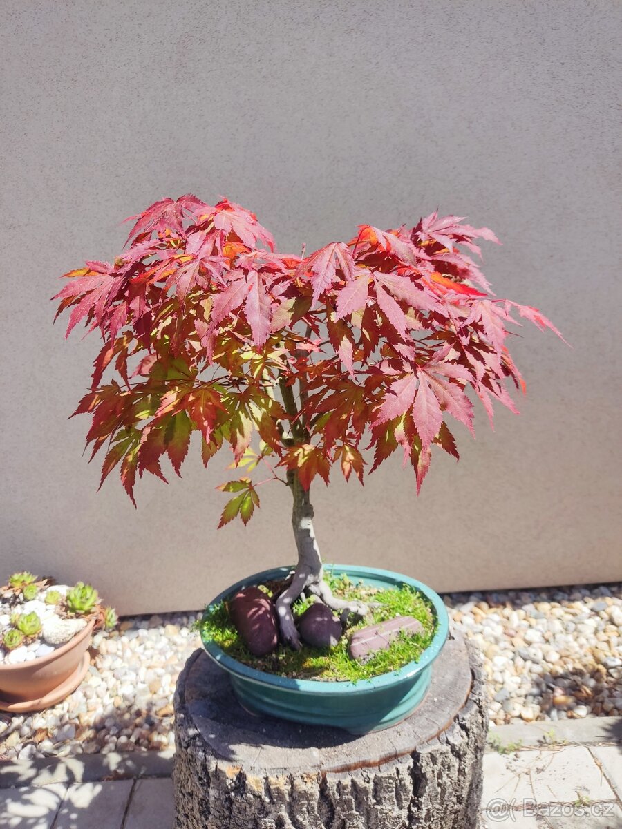 Bonsai