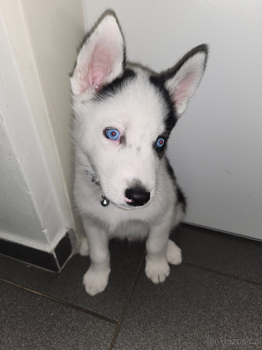 Prodam.štěně husky
