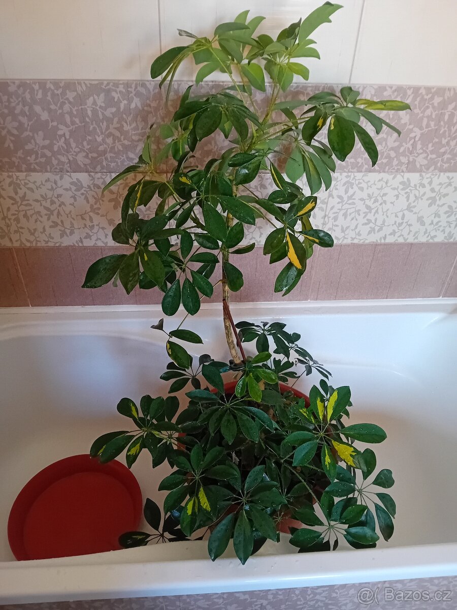 ŠEFLERA 120cm+KVĚTINÁČ