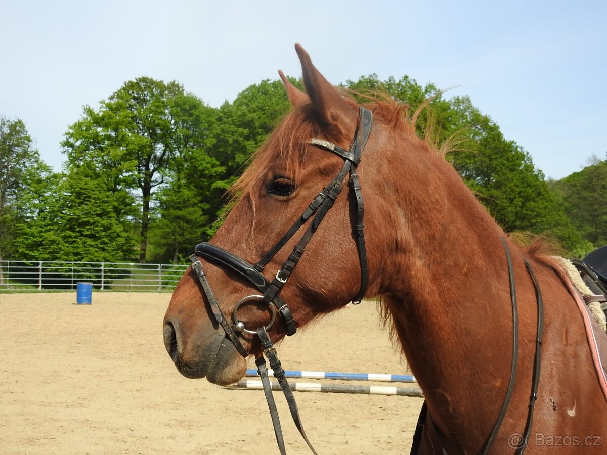 Valach 7 let,160cm