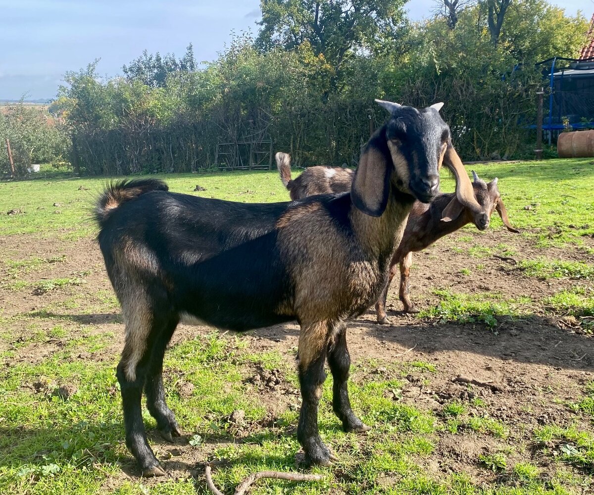 Anglonubijská kozička