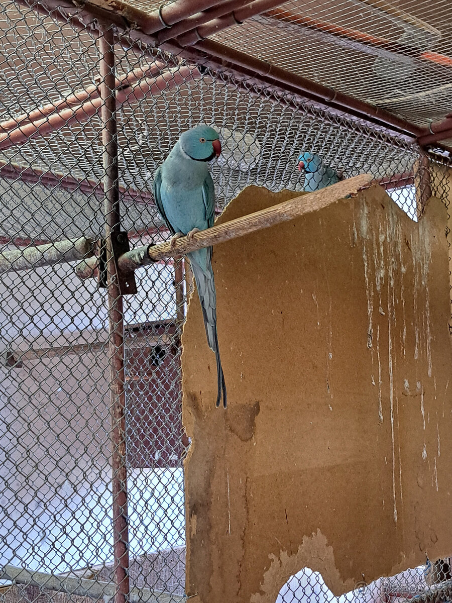 Prodám Alexandr malý