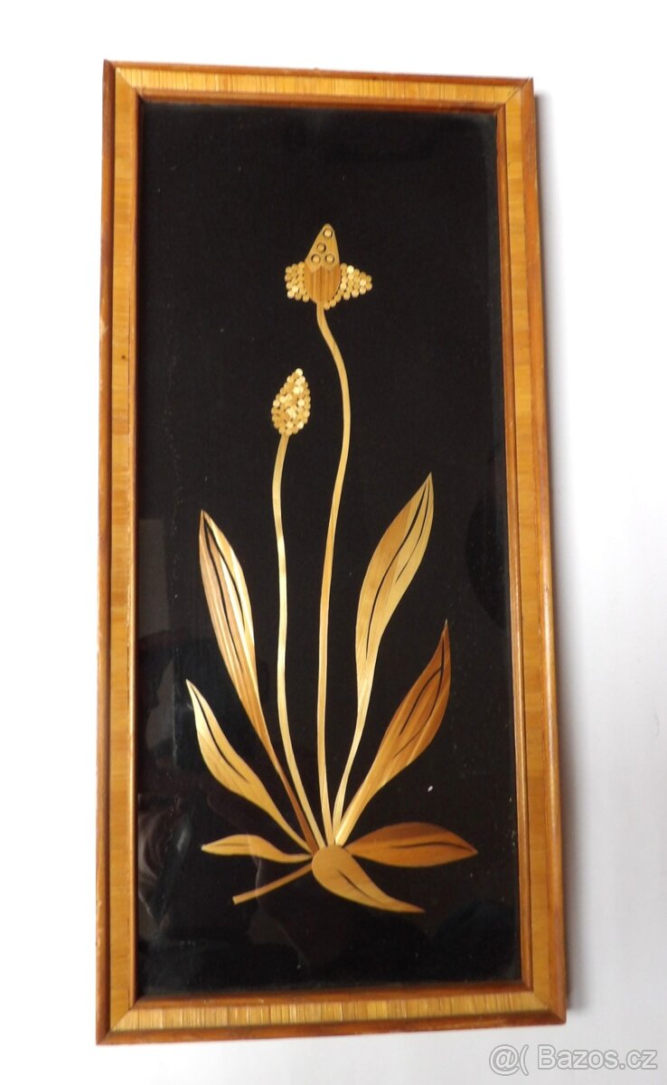 Jitrocel kopinatý - 1979