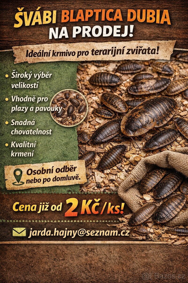 Šváb Blaptica dubia