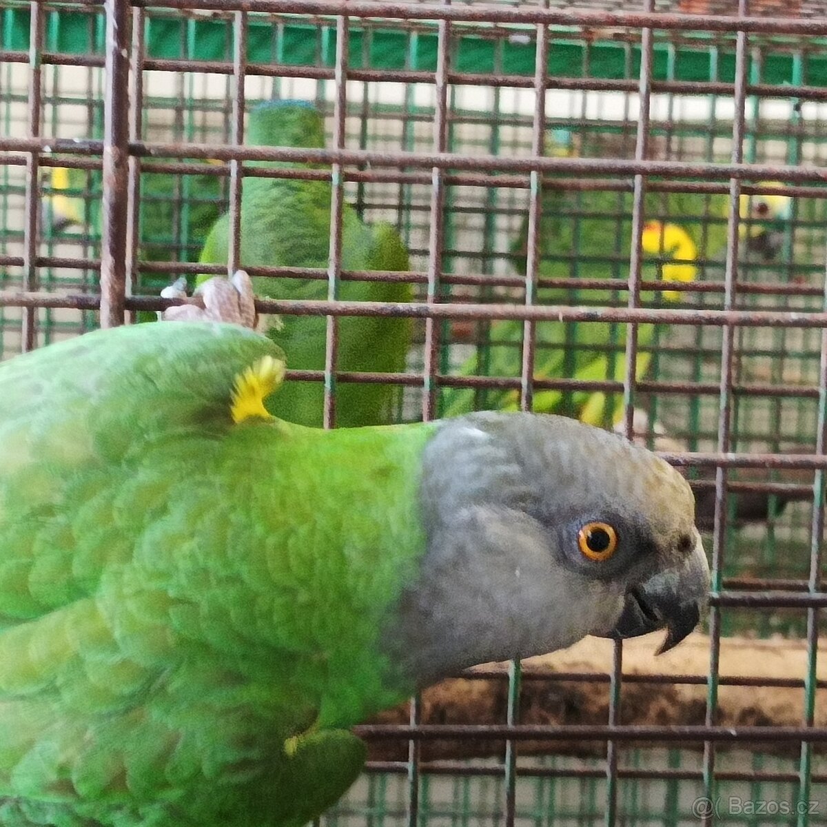Chovné páry - papoušci