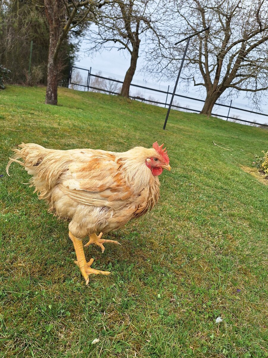 DOMÁCÍ KUŘATA A VEJCE.