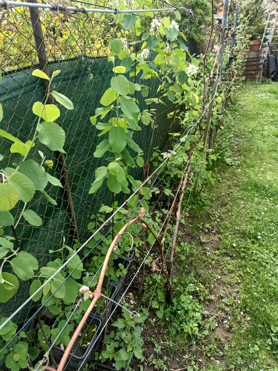 Muchovník olšolistý 100-160cm
