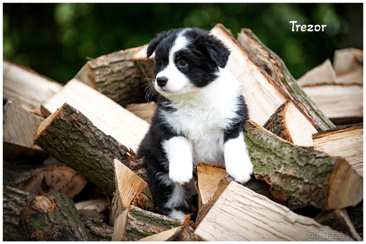 Border Collie, Border Kolia s PP FCI