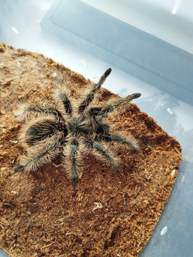 Tliltocatl albopilosum Nicaragua - samička