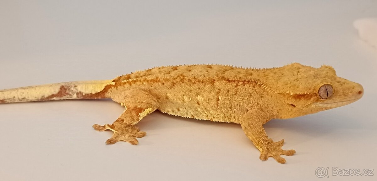 Pagekon řasnatý samice 37g Yellow