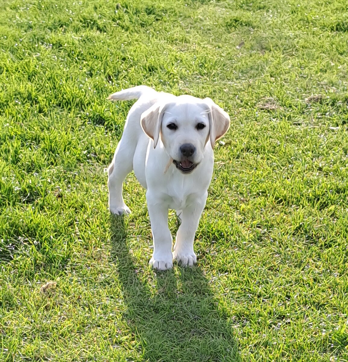 Labrador - štěňátka s PP