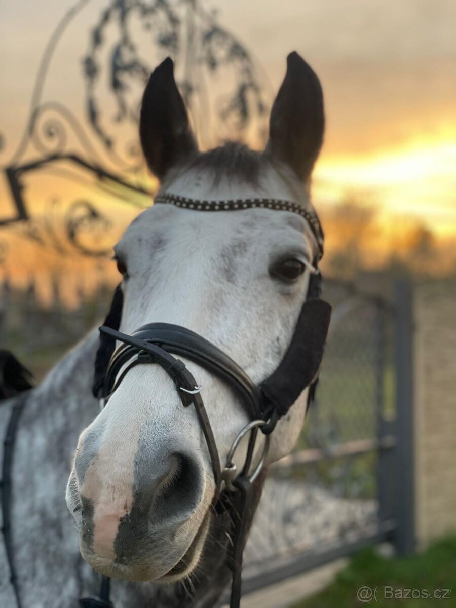 ⭐️ Krásný valášek na prodej ⭐️