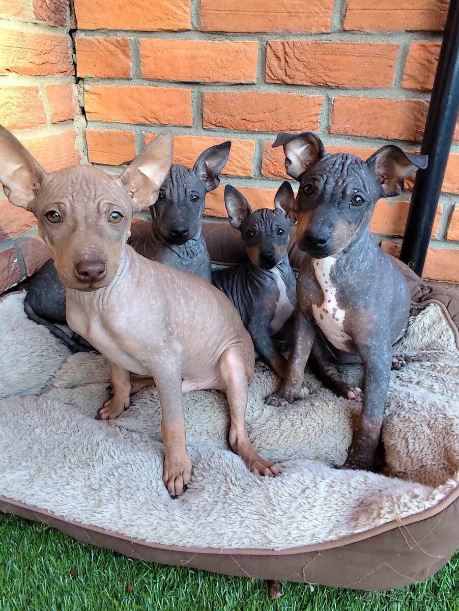 Americký bezsrstý teriér