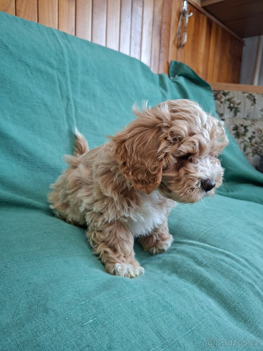 Maltipoo