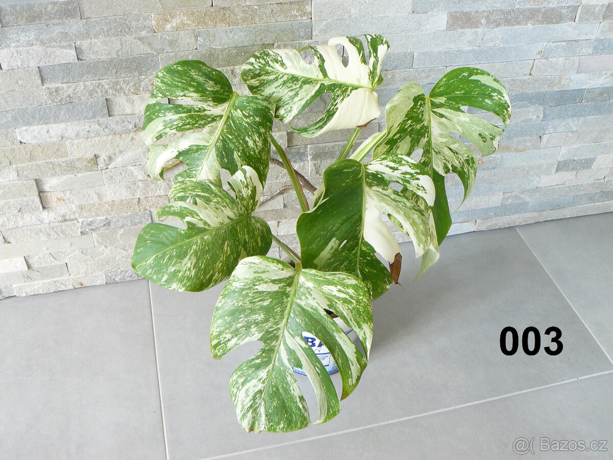 Monstera Albo Variegata - 6 a 7 listů