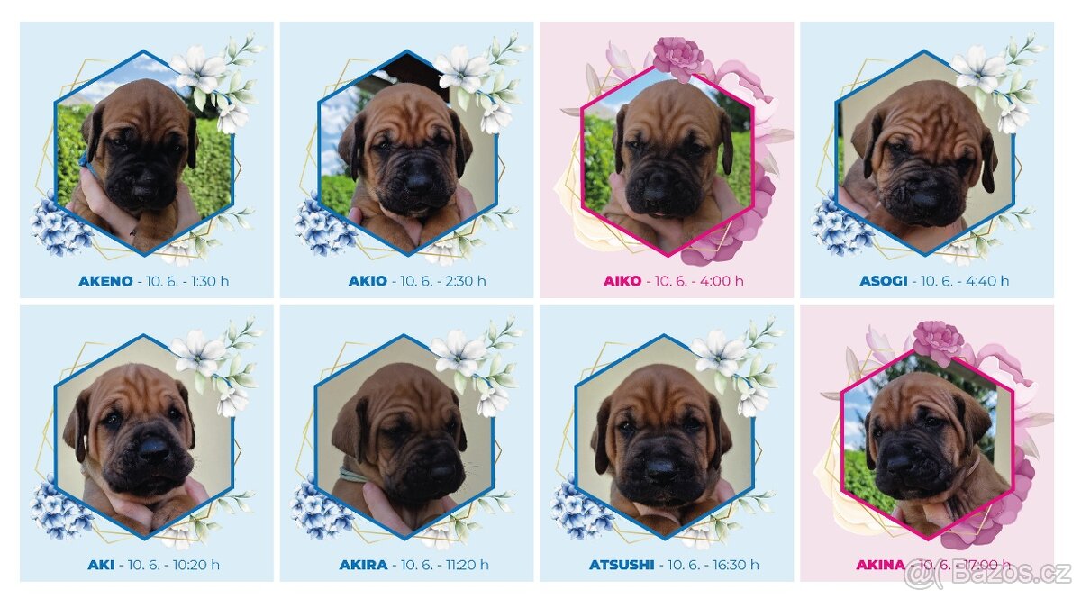 TOSA INU zlatá štěňátka s PP