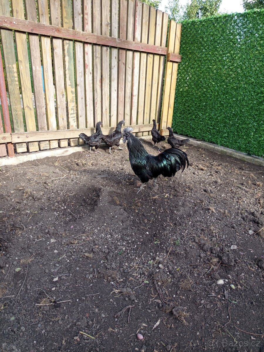 Ayam Cemami