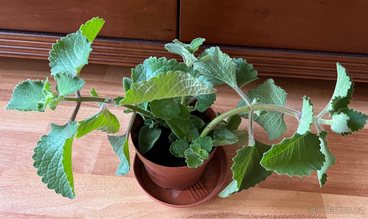 Pokojová rostlina /Kytice/Plectranthus