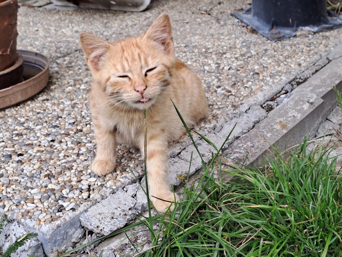 Darujeme kotě - zrzavého kocourka