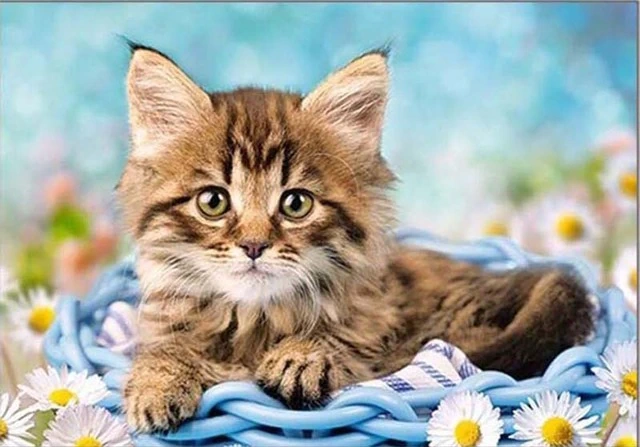 Kotě v košíku - diamantové malování