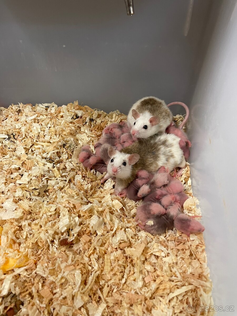 Mastomyši a potkani