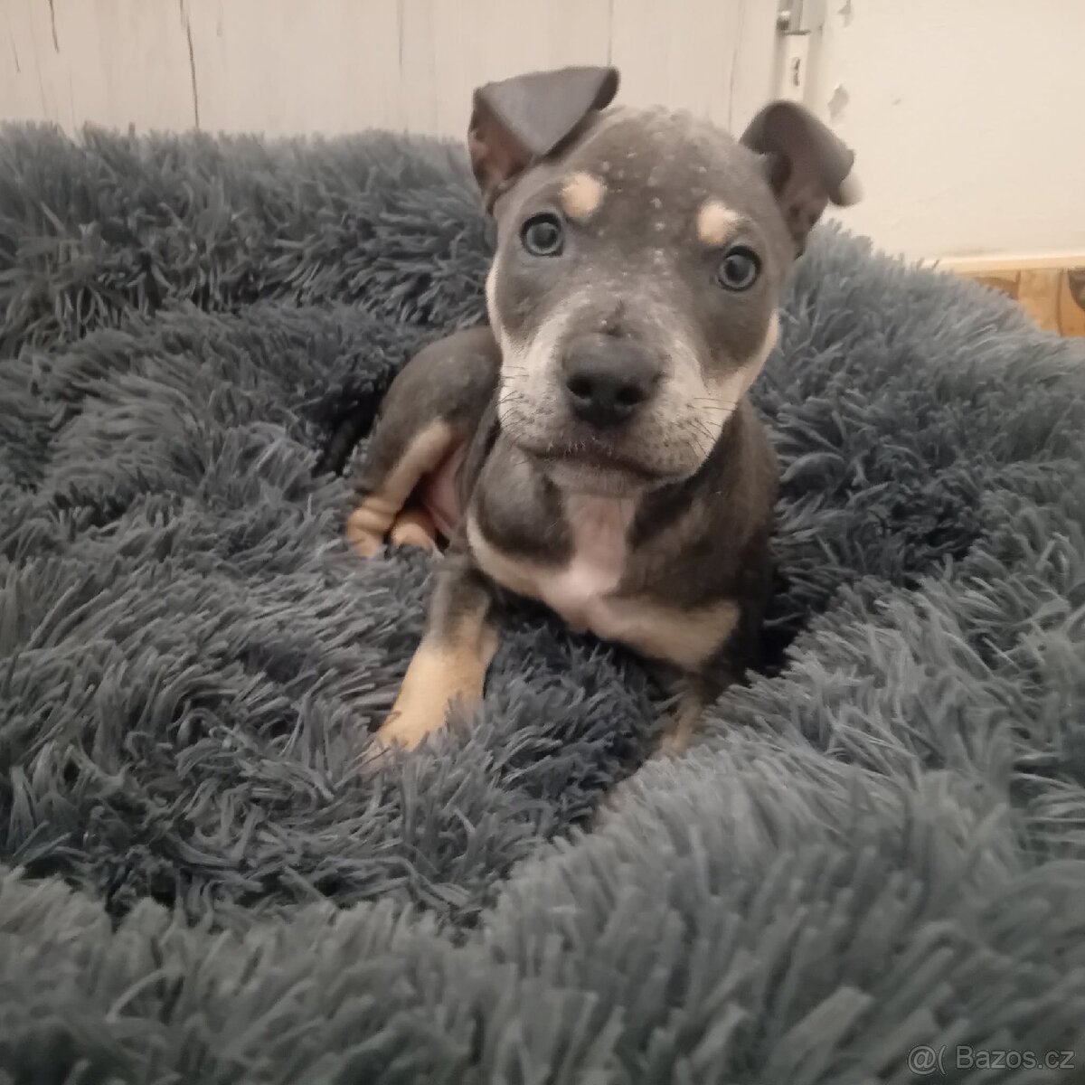 Stafordšírský bulterier/teriér