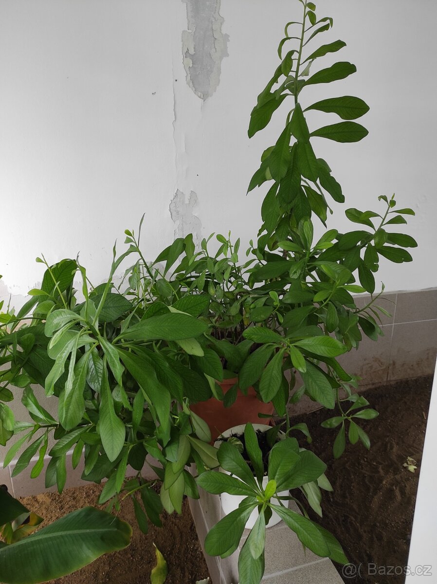 Rostlina Madagaskar