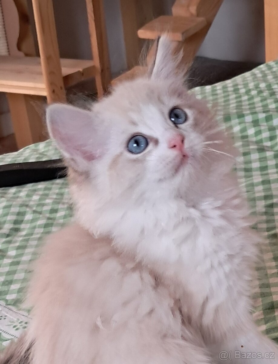 Koťátka ragdoll s PP