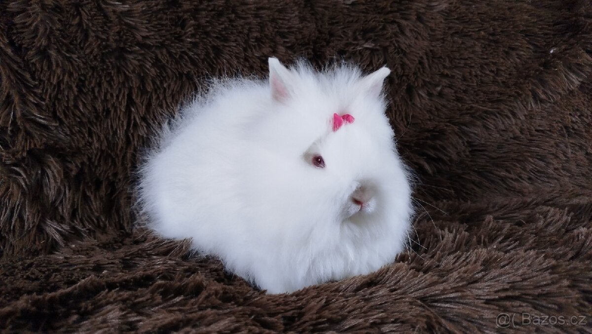 Zakrslý králík, králíček -(TEDDY)-HEIDY