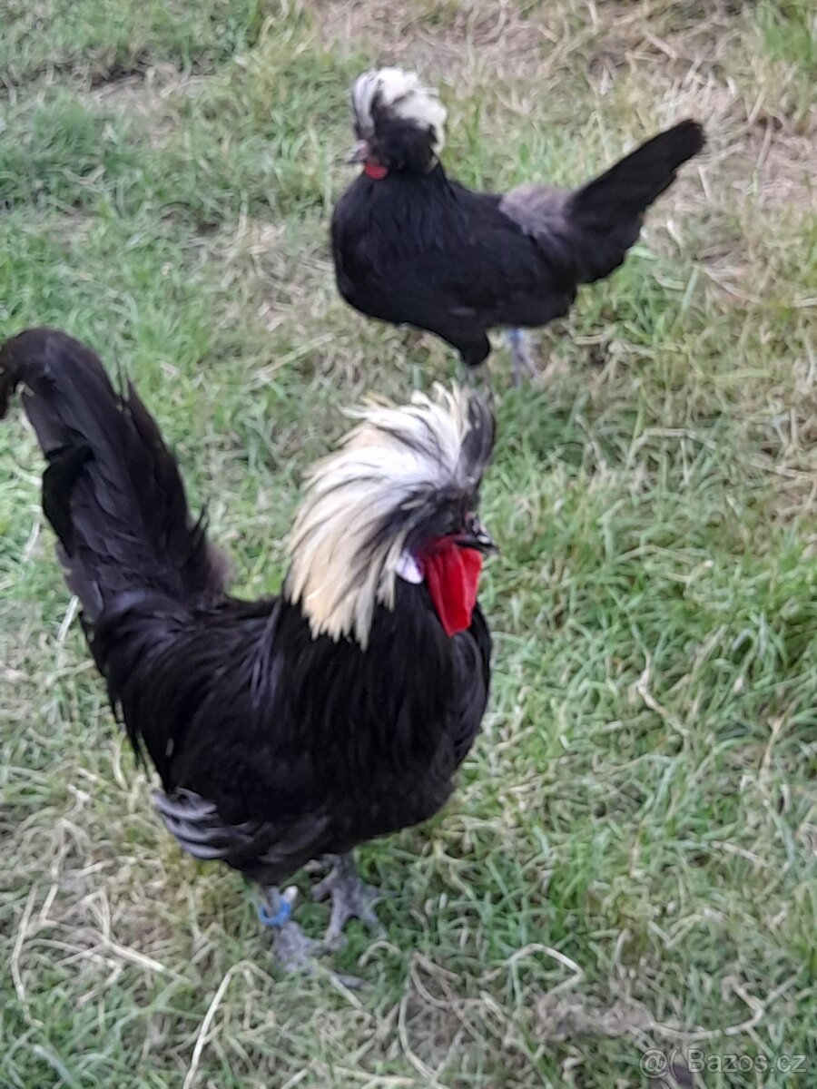 Velké holanďanky
