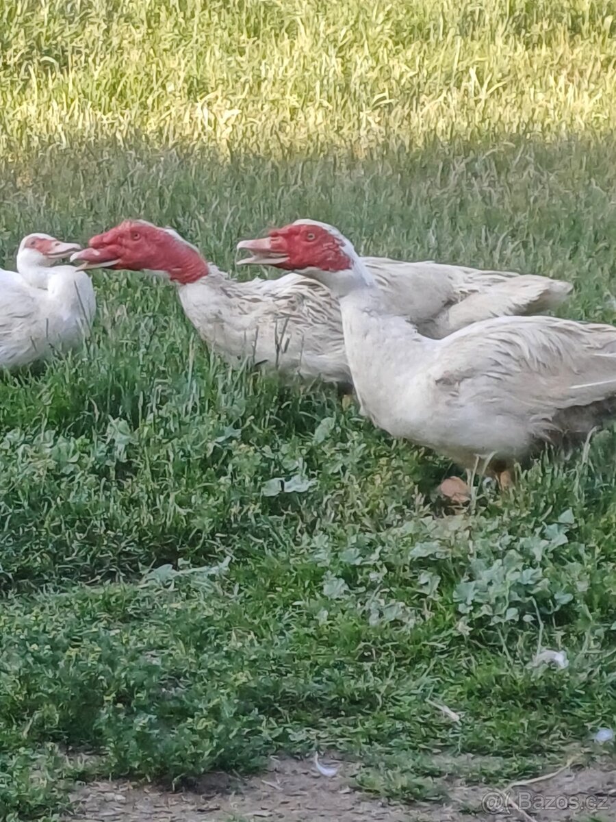 Kachna pižmová
