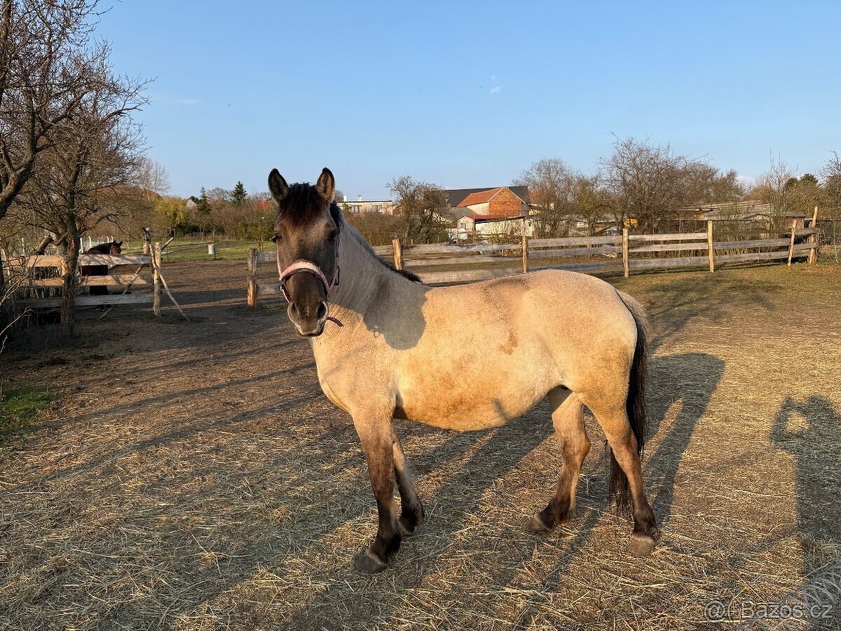 Polski konik