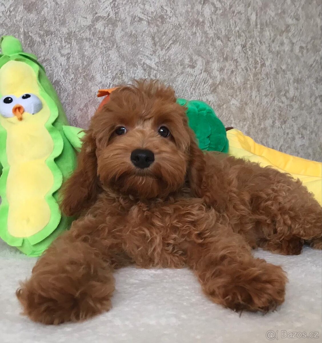 Cockapoo F4 red brown toy