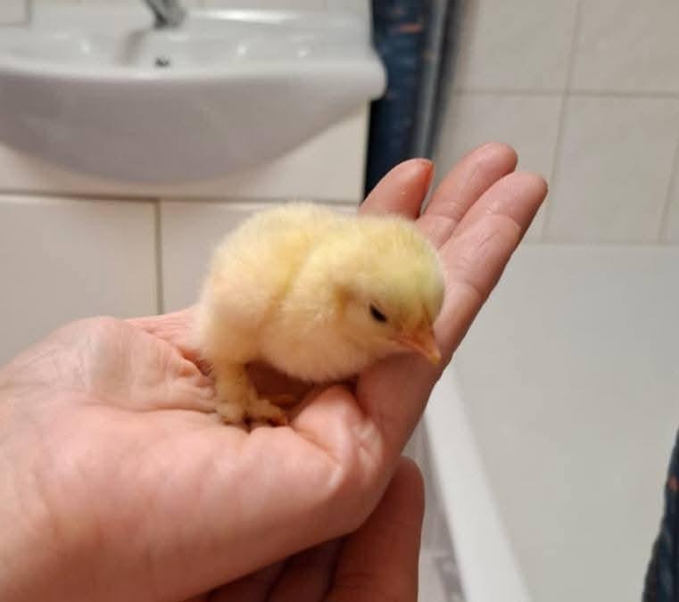 kuřátka kocinky zdrobnele pšeničné